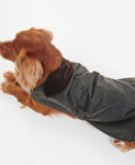 Bilde av BARBOUR DOG WAX COAT